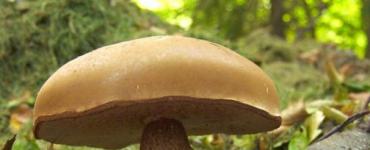 Gljive: kako pravilno sakupljati