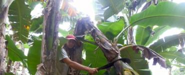 Įdomi informacija apie bananų pjovimą iš palmių