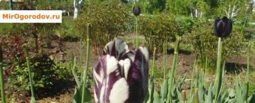 Тюльпани відцвіли, що робити далі з цибулинами – із практики садівництва