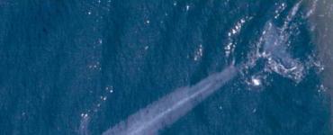 Mga Cetacean: pangkalahatang katangian ng pagkakasunud-sunod ng mga aquatic mammal