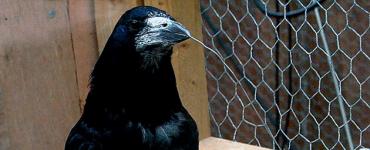 Raven เป็นนกที่ฉลาดและลึกลับ