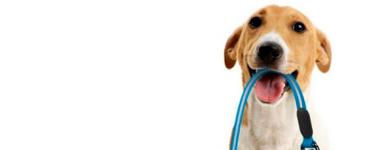How to train a dog to walk on a leash?