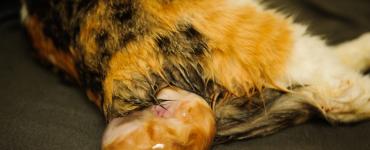 Роды у кошки: признаки, осложнения, как помочь кошке принять роды