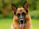 چه نژاد سگی برای محافظت از خانه بهتر است انتخاب کنید