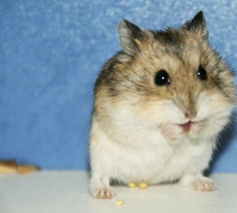 Ano ang dapat pakainin ng hamster: pinakamahusay na mga tip