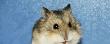 O que alimentar seu hamster: dicas