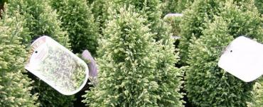 Иглолистни растения за дома: алтернатива на коледната елха