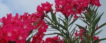 Starostlivosť o oleander doma: kúsok Stredomoria