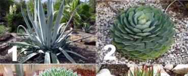 Blaue Agave: Ist es ein Kaktus oder nicht?