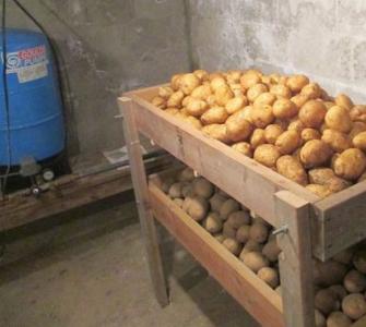 Защо картофите почерняват отвътре и какво да правите, ако разсадът е замръзнал