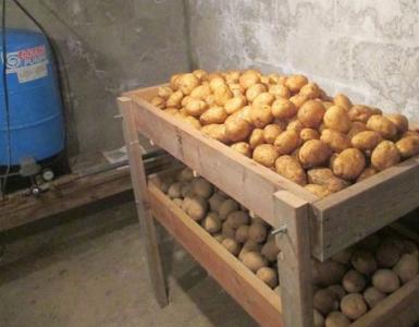 Kodėl bulvės juoduoja viduje ir ką daryti, jei ūgliai sušalę