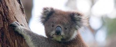Kur gyvena koala, kaip ji atrodo, kuo minta?