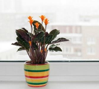Зимний уход за комнатными растениями