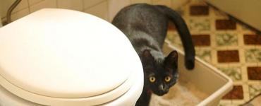 Trikovi i trikovi: Kako naučiti mačku da koristi toalet