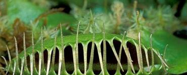 Venus flytrap - คุณสมบัติการดูแล