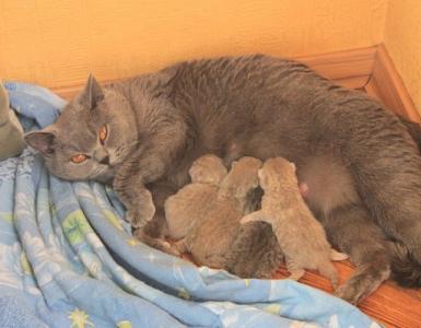 Як кішки народжують
