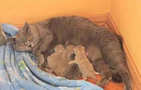 Kaip katės gimdo